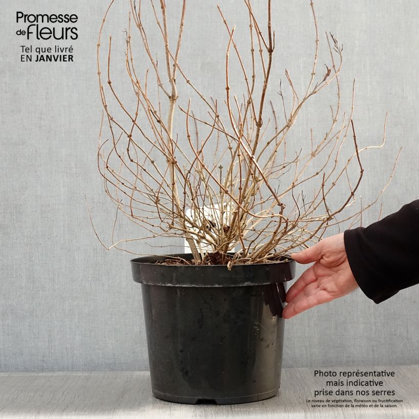 Amostra de Weigela White Lightning Vaso de 7,5 L/10 L tal como entregue no inverno