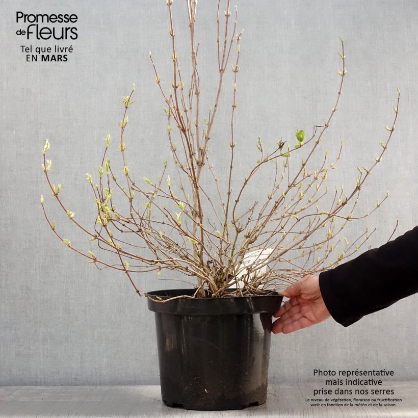 Amostra de Weigélia florida White Lightning Vaso de 7,5 L/10 L tal como entregue na primavera