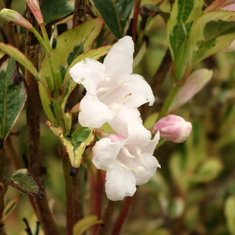 Weigélia florida White Lightning (Floração)