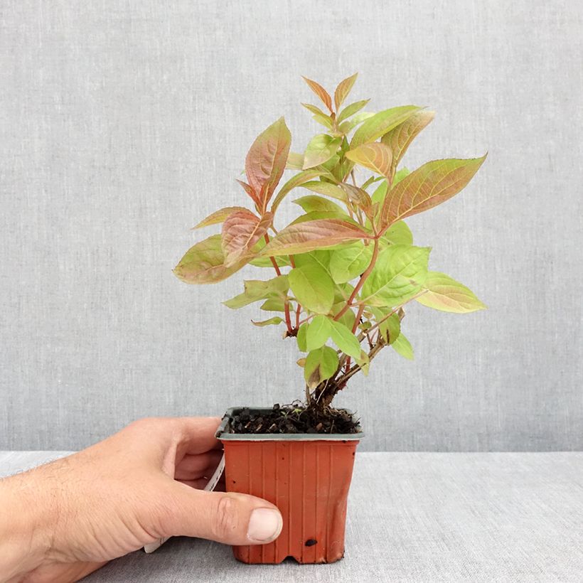 Amostra de Weigélia florida Wings of Fire Vaso de 8/9 cm tal como entregue na primavera