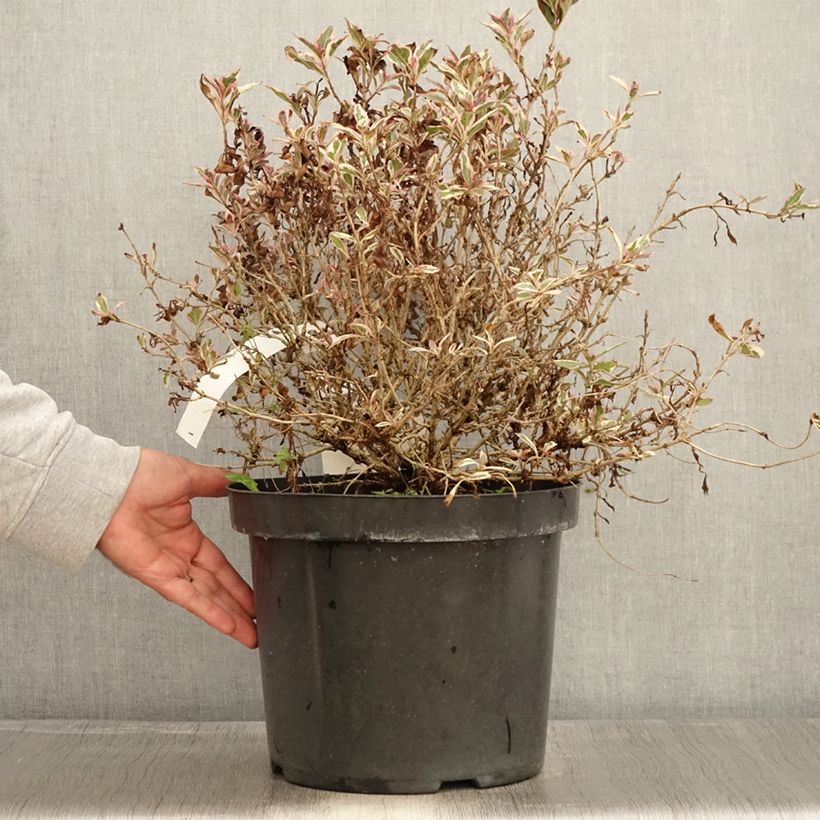 Amostra de Weigélia florida Monet Verweig Vaso de 7,5 L/10 L tal como entregue no outono