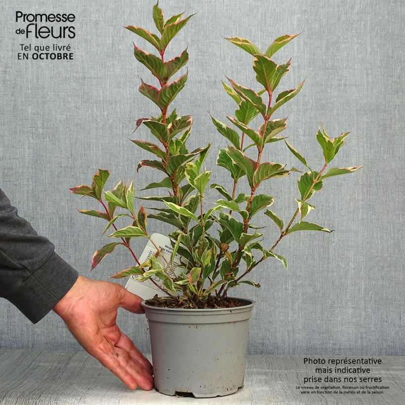 Amostra de Weigélia florida Nana Variegata Vaso de 2 L/3 L tal como entregue no outono