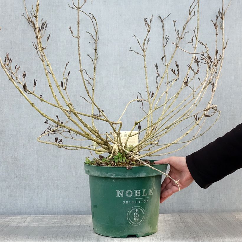 Amostra de Weigelia florida Polka - Weigela nain Pot de 7,5L/10L tal como entregue no outono