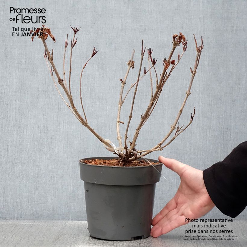 Amostra de Weigelia hybride Cherry Love Vaso de 3 L/4 L tal como entregue no inverno