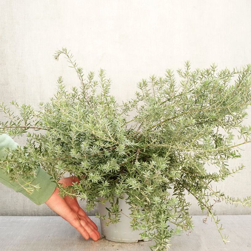 Amostra de Westringia fruticosa Blue Gem Vaso de 3 L/4 L tal como entregue no inverno