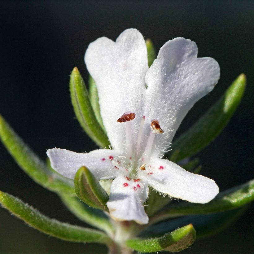 Westringia fruticosa Mundi (Floração)