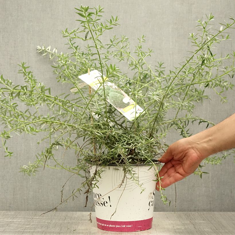 Amostra de Westringia fruticosa Mundi Vaso de 3 L/4 L tal como entregue no verão