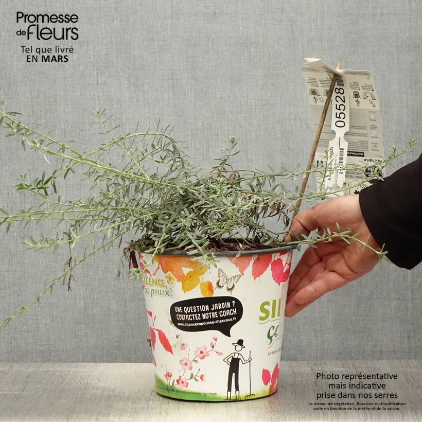 Amostra de Westringia fruticosa Mundi Vaso de 3 L/4 L tal como entregue na primavera