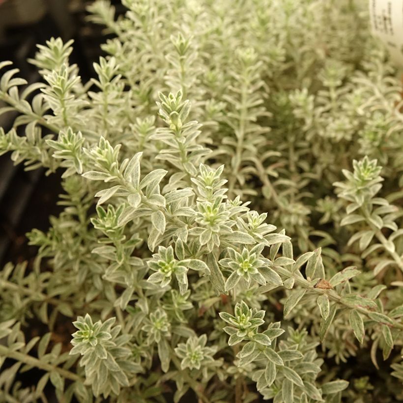 Westringia fruticosa Smookie (Folhagem)