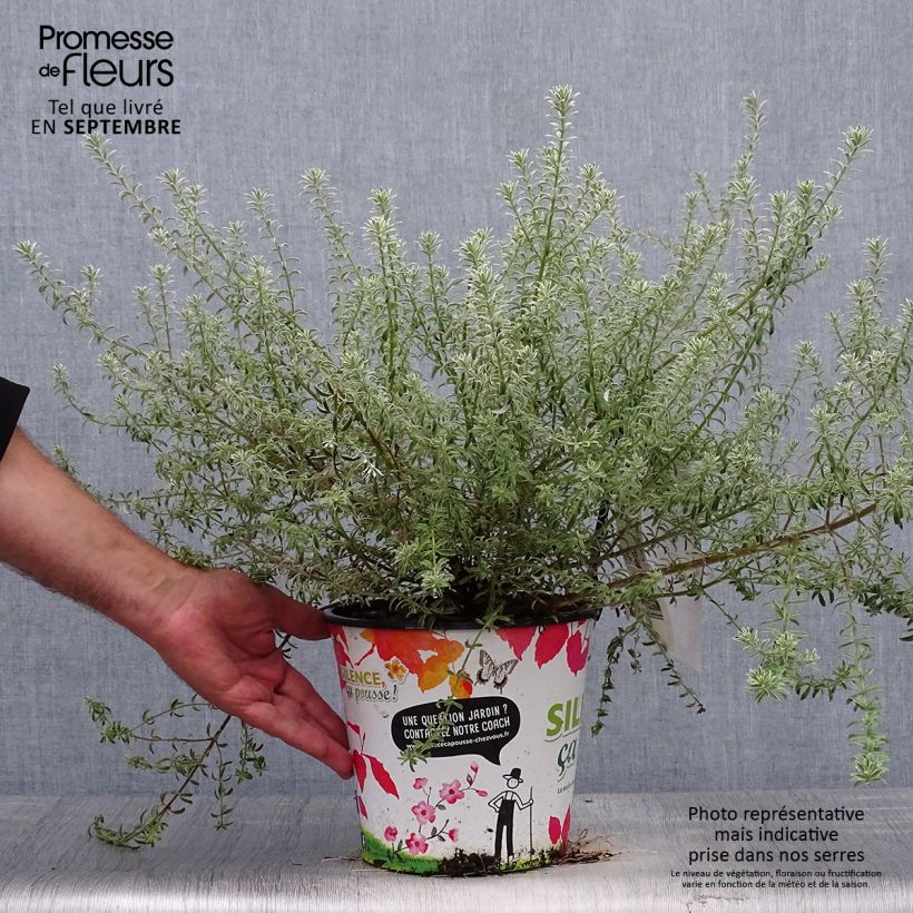 Amostra de Westringia fruticosa Smookie Vaso de 3 L/4 L tal como entregue no outono