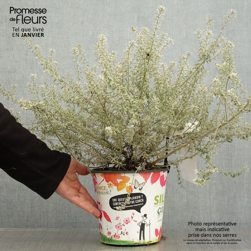 Amostra de Westringia fruticosa Smookie - Romarin d'Australie Vaso de 3 L/4 L tal como entregue no inverno