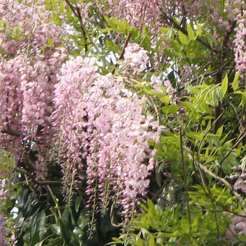 Wisteria floribunda Honbeni - Glicínia-japonesa (Floração)