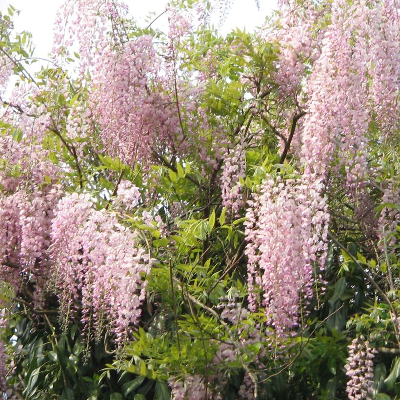 Wisteria floribunda Honbeni - Glicínia-japonesa (Hábito)