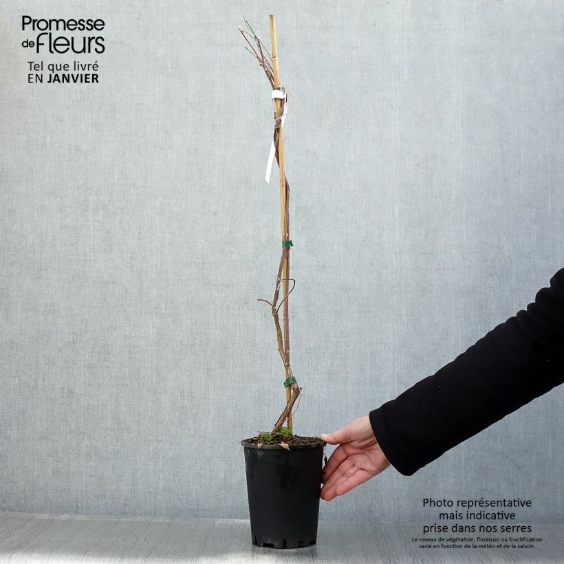 Amostra de Wisteria frutescens Amethyst Falls - Glicínia Vaso de 3 L/4 L tal como entregue no inverno