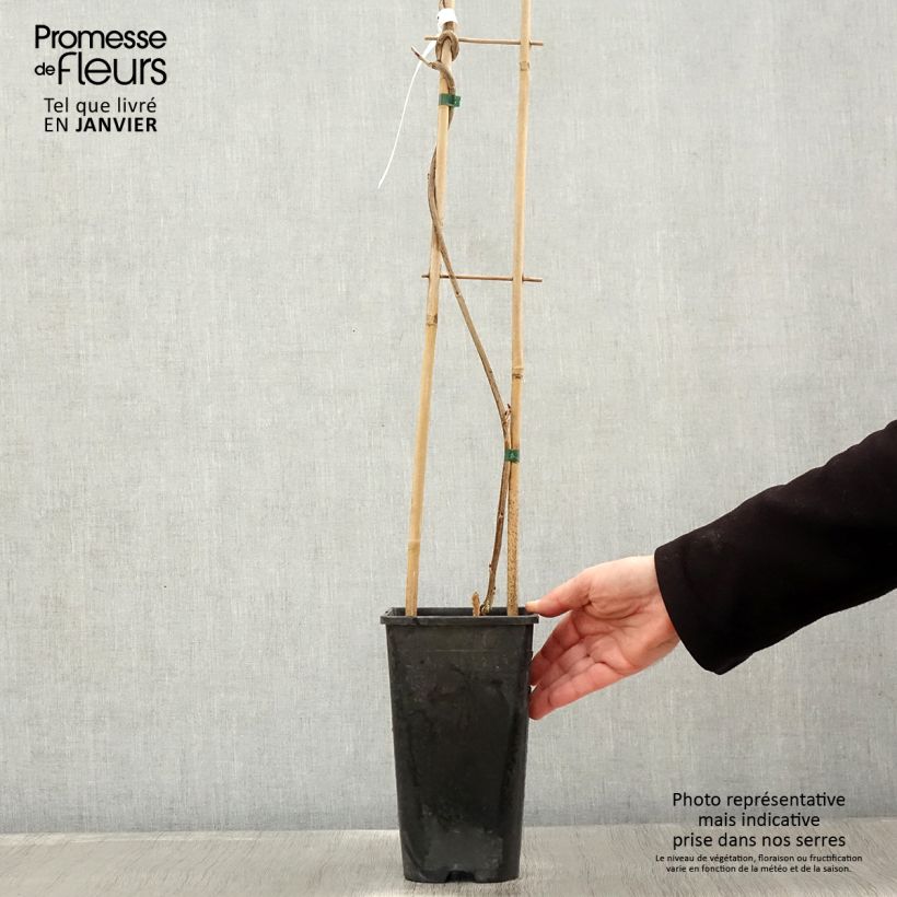 Amostra de Wisteria venusta Rosea - Glycine du Japon Vaso de 2 L/3 L tal como entregue no inverno