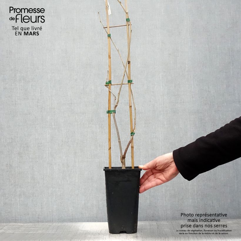 Amostra de Wisteria venusta Rosea - Glicínia Vaso de 2 L/3 L tal como entregue na primavera