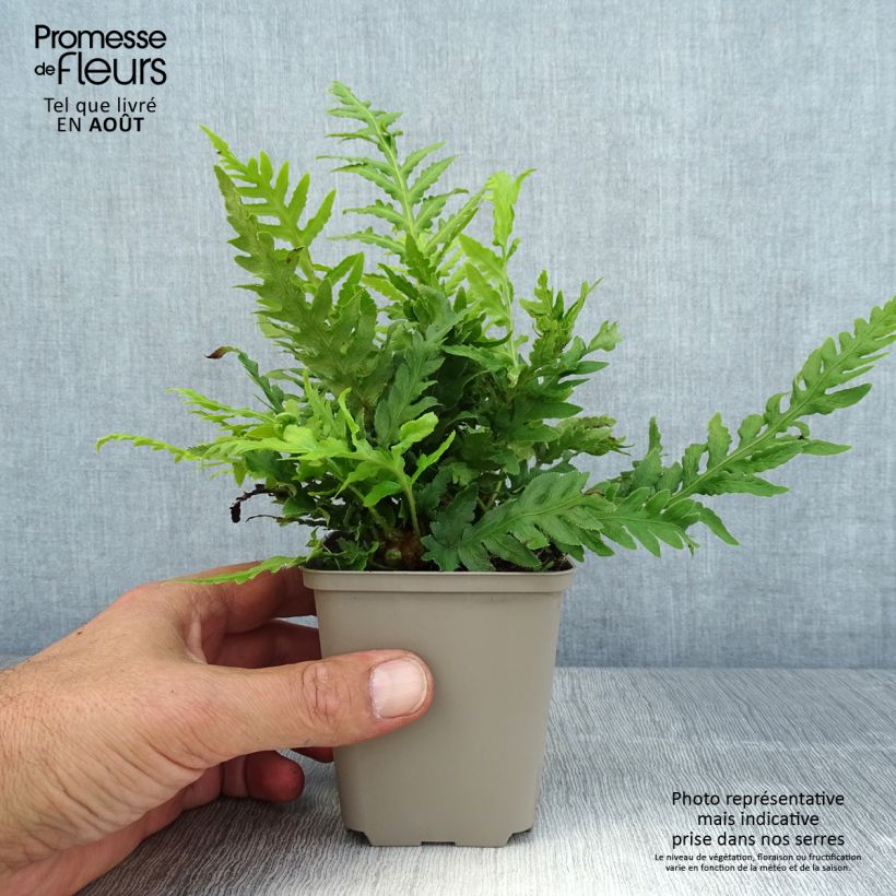 Amostra de Woodwardia fimbriata Vaso de 8/9 cm tal como entregue no verão