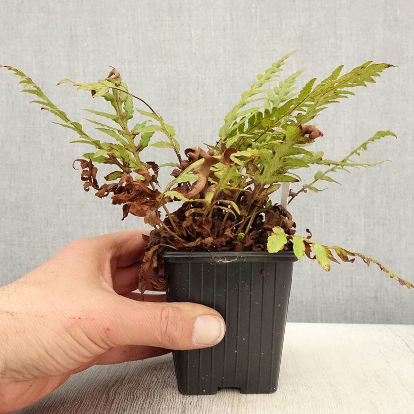 Amostra de Woodwardia fimbriata Vaso de 8/9 cm tal como entregue na primavera