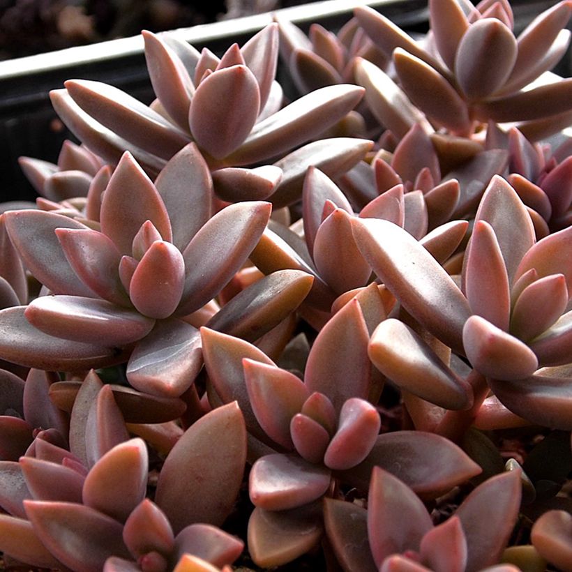 Graptosedum Bronze (Folhagem)