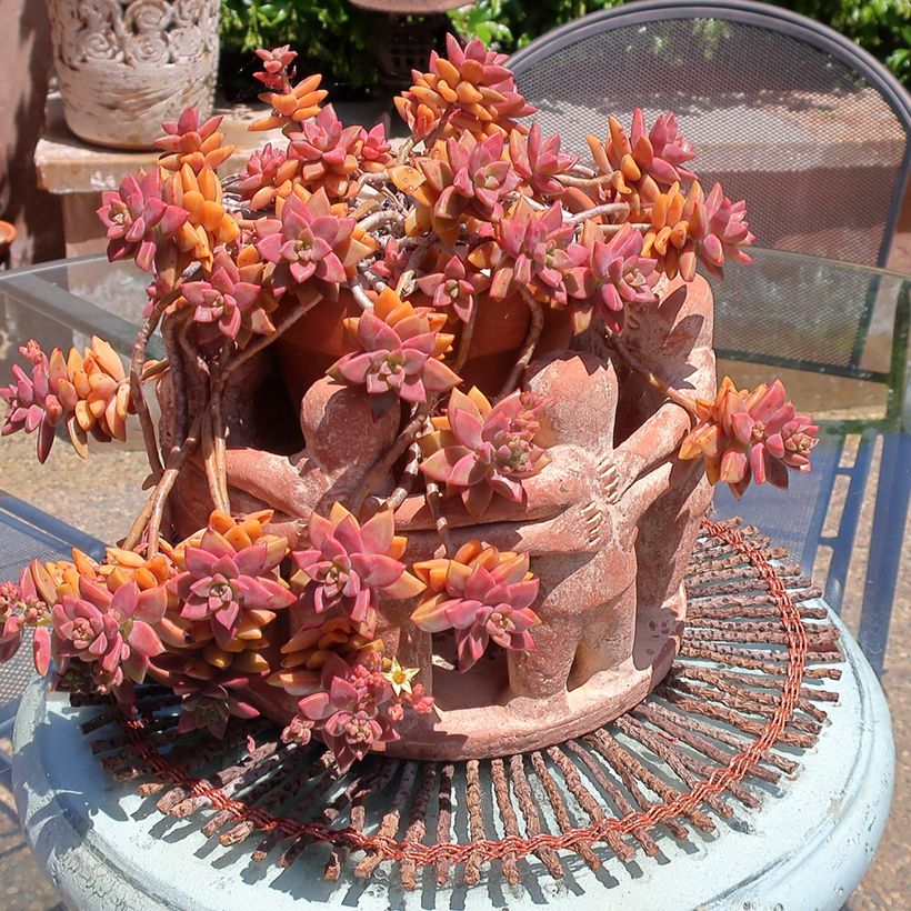 Graptosedum Bronze (Hábito)