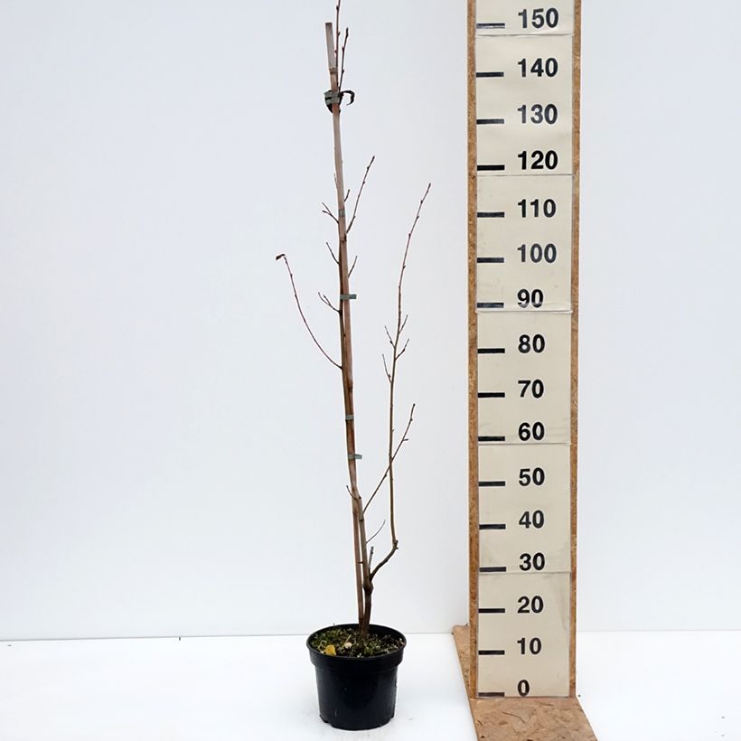 Amostra de Amelasorbus jackii Vaso de 4 L/5 L tal como entregue no outono