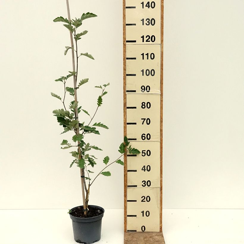 Amostra de x Amelasorbus jackii - Amélasorbier de Jack Pot de 4L/5L tal como entregue no verão