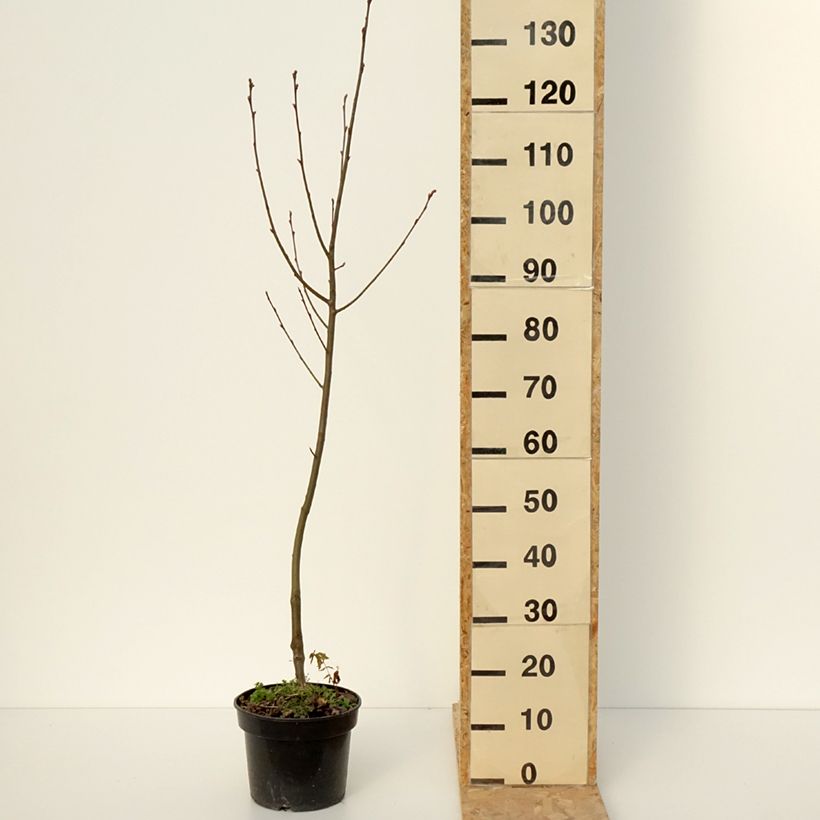 Amostra de x Amelasorbus jackii - Amélasorbier de Jack Vaso de 4 L/5 L tal como entregue no inverno