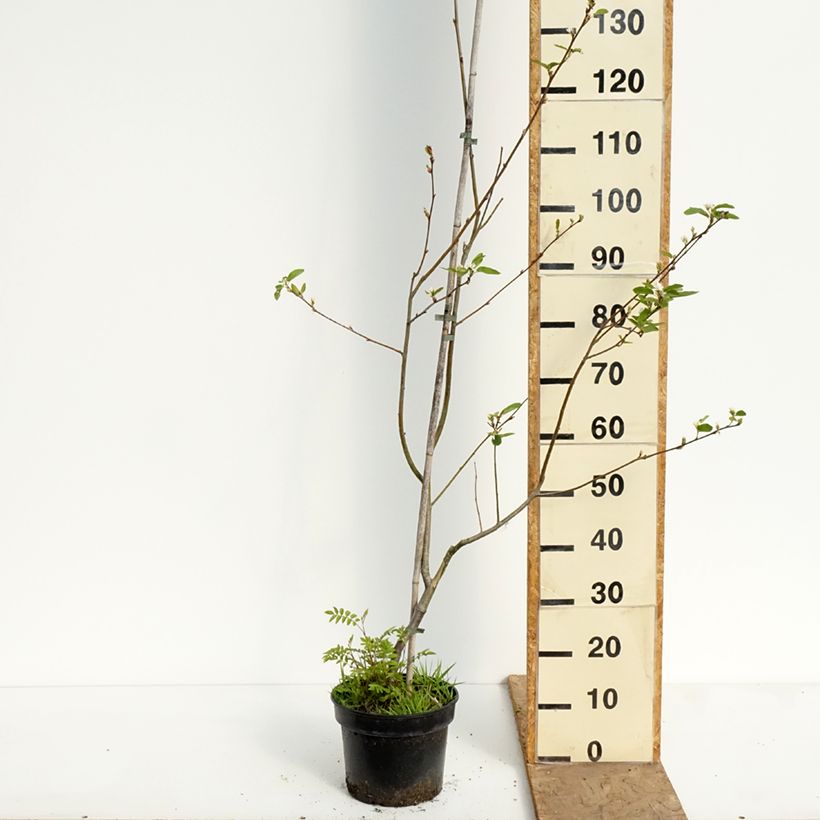 Amostra de Amelasorbus jackii Vaso de 4 L/5 L tal como entregue na primavera
