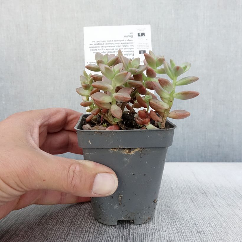 Amostra de Graptosedum Bronze Vaso de 8/9 cm tal como entregue no outono