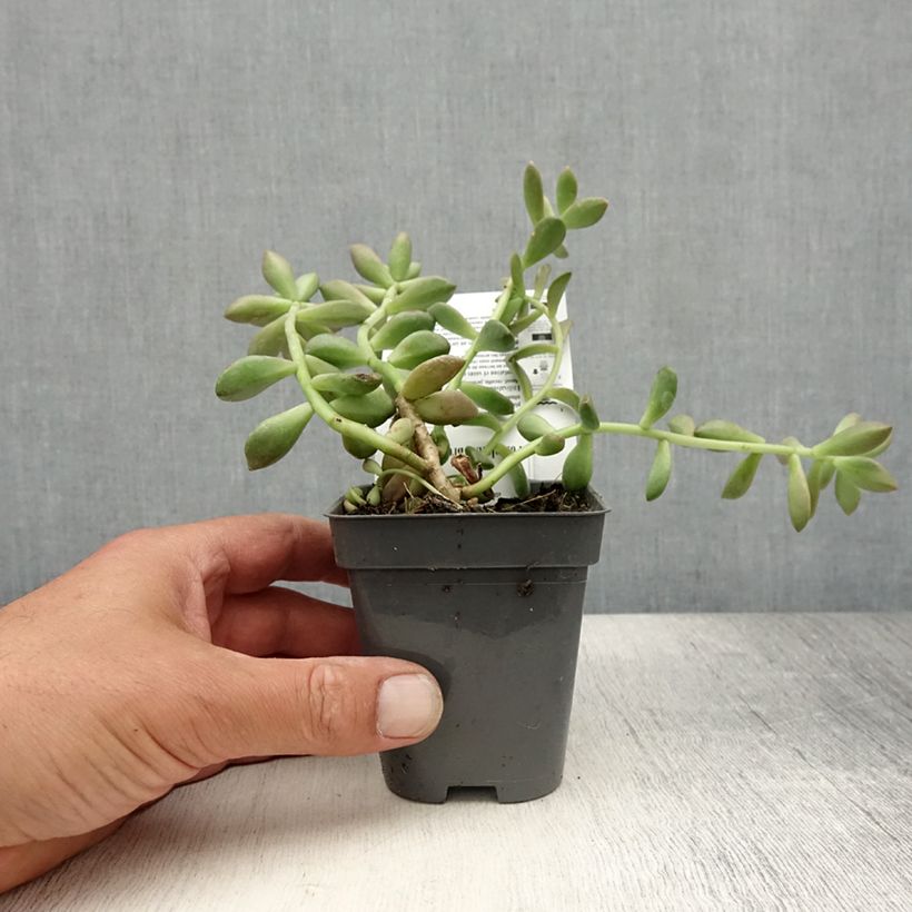 Amostra de Graptosedum Bronze Vaso de 8/9 cm tal como entregue no verão