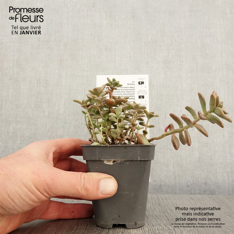 Amostra de x Graptosedum Bronze - Plante grasse Godet de 8/9 cm tal como entregue no inverno