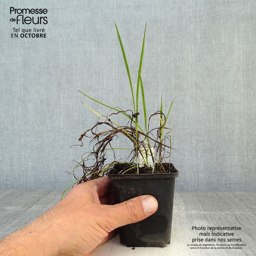 Amostra de Rhodoxis Ria Vaso de 8/9 cm tal como entregue no outono