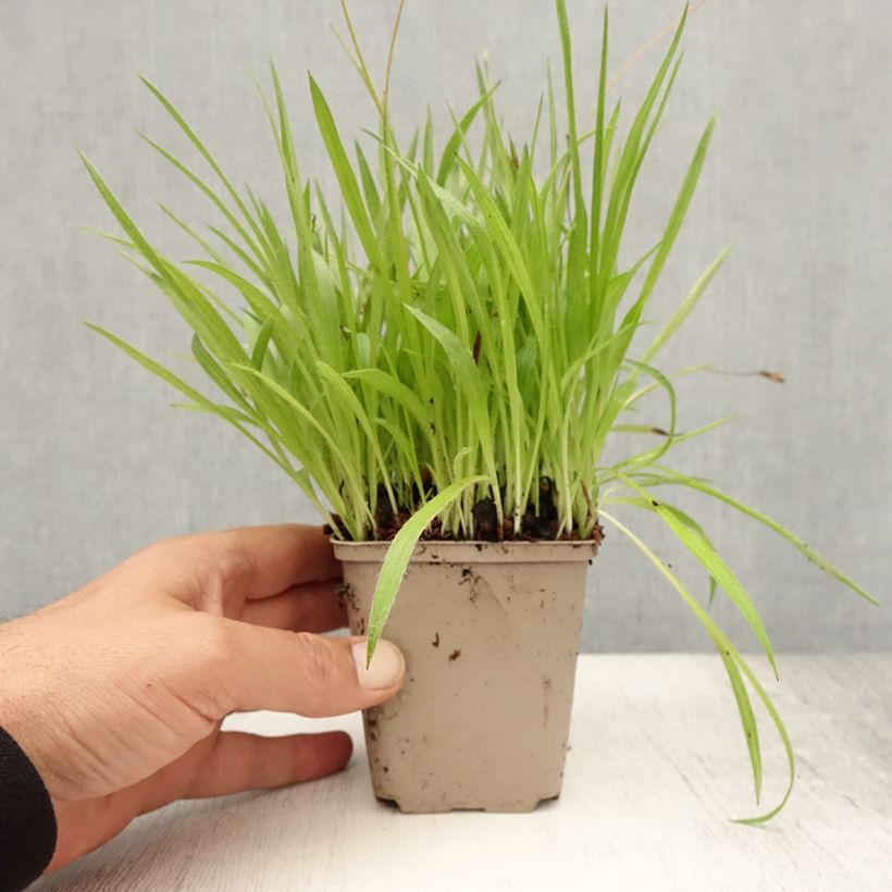 Amostra de Rhodoxis Ria Vaso de 8/9 cm tal como entregue no verão