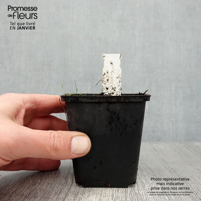 Amostra de Rhodoxis Ria - Rhodohypoxis Godet de 8/9 cm tal como entregue no inverno