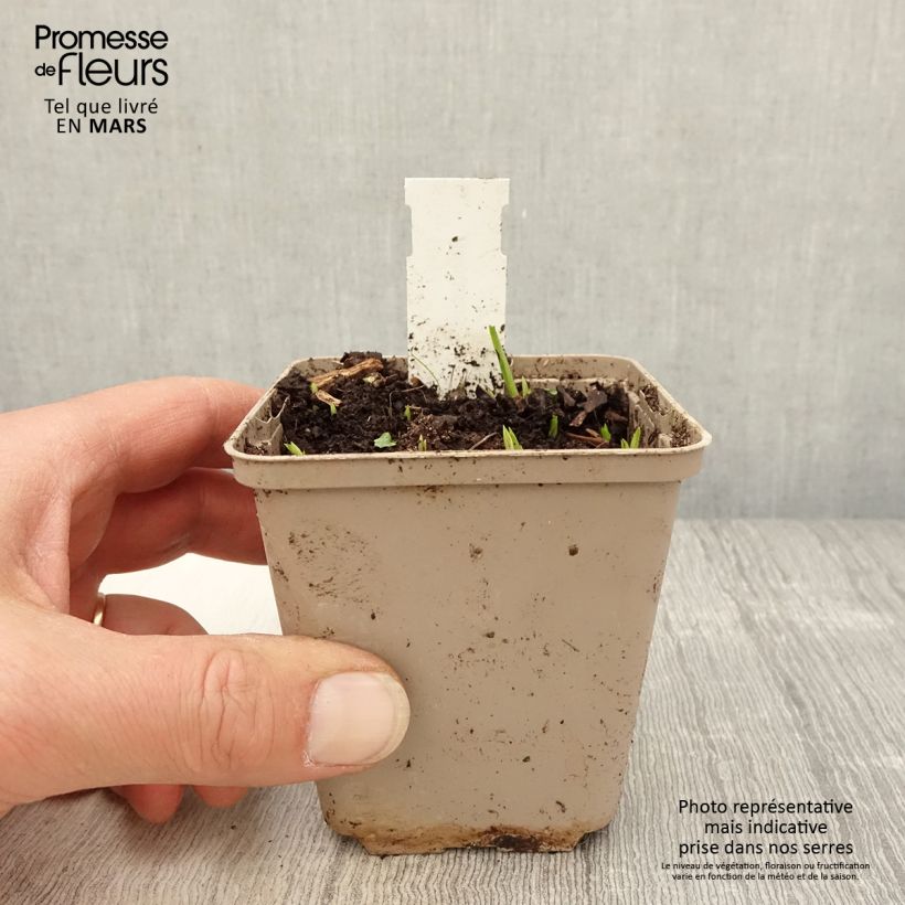 Amostra de Rhodoxis Ria Vaso de 8/9 cm tal como entregue na primavera