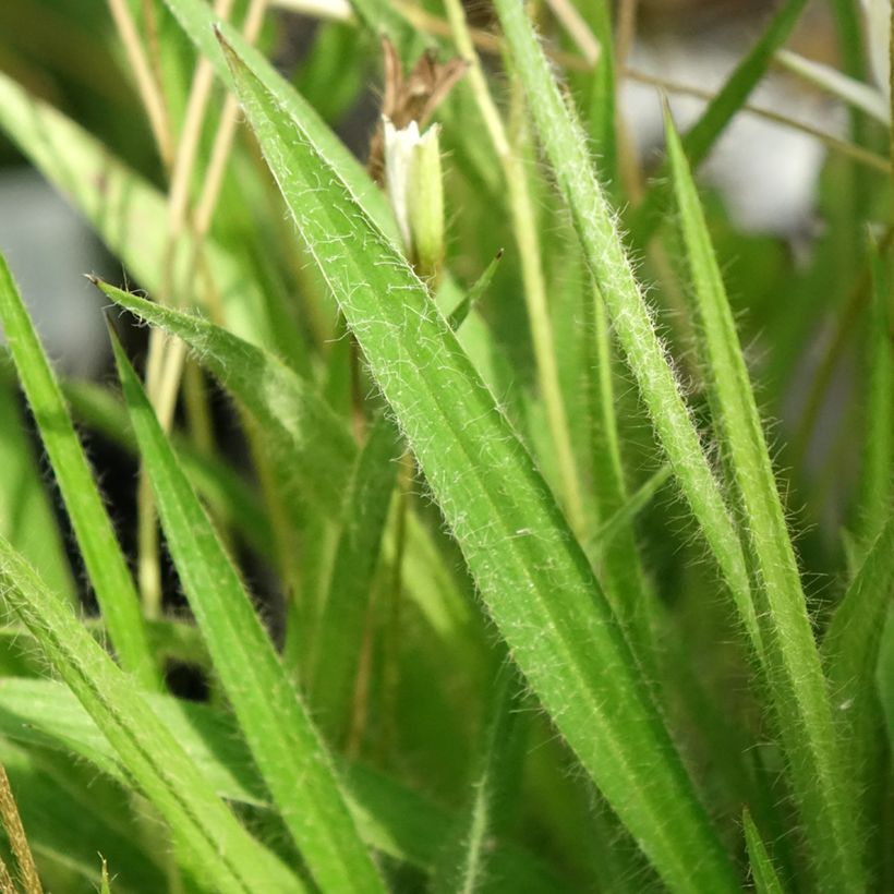 Rhodoxis Ria (Folhagem)
