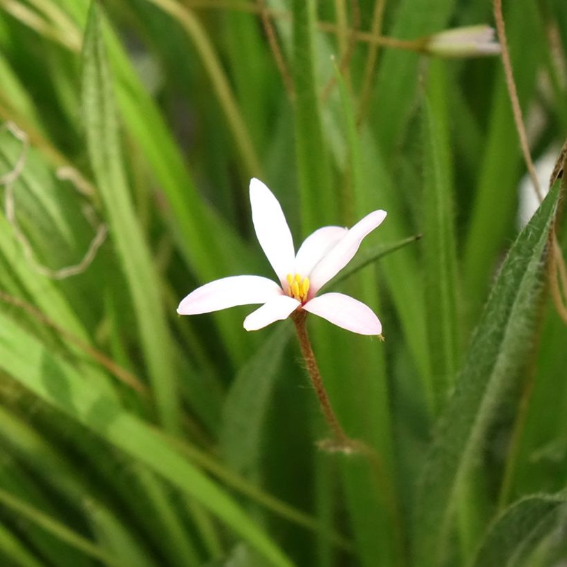 Rhodoxis Ria (Floração)