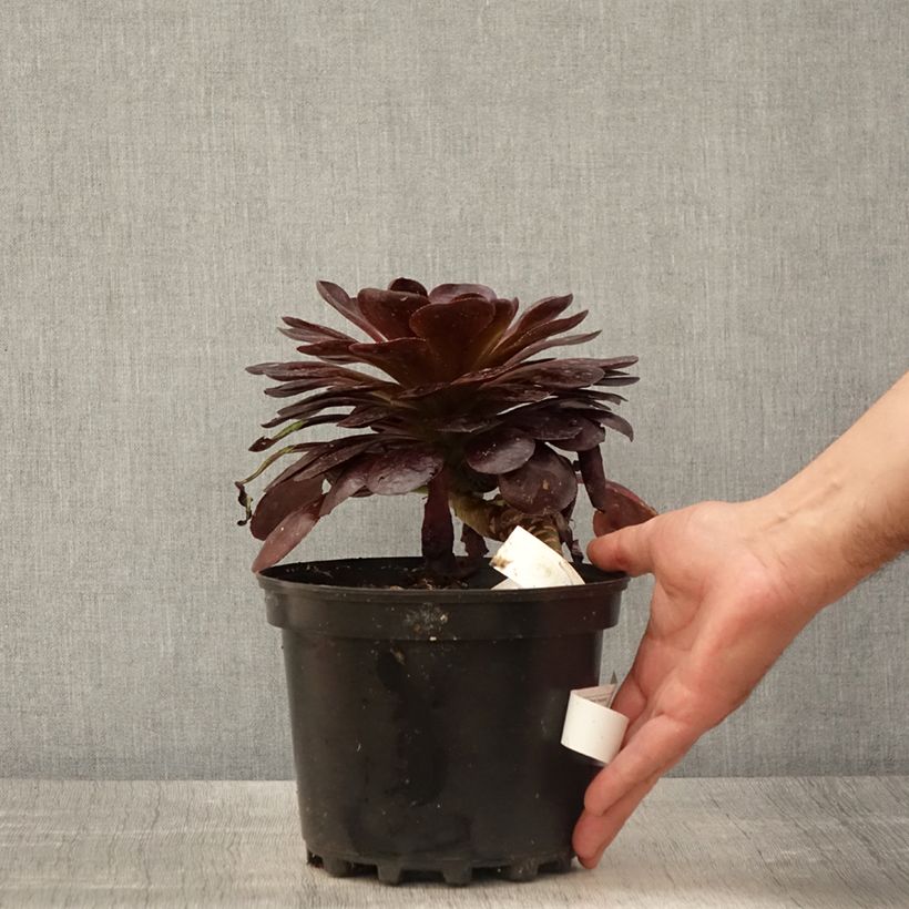 Amostra de Semponium Destiny Vaso de 2 L/3 L tal como entregue na primavera