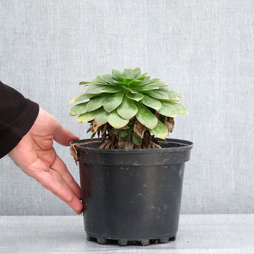 Amostra de Semponium Diamond Pot de 2L/3L tal como entregue no inverno