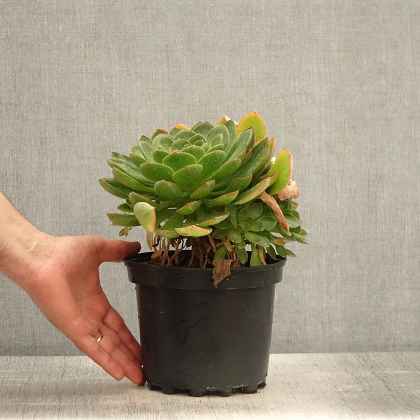 Amostra de Semponium Diamond Vaso de 2 L/3 L tal como entregue na primavera