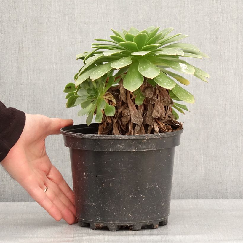 Amostra de Semponium Sienna Pot de 2L/3L tal como entregue no inverno