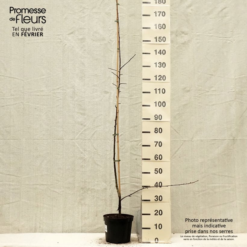 Amostra de Sorbopyrus auricularis Vaso de 4 L/5 L tal como entregue no inverno