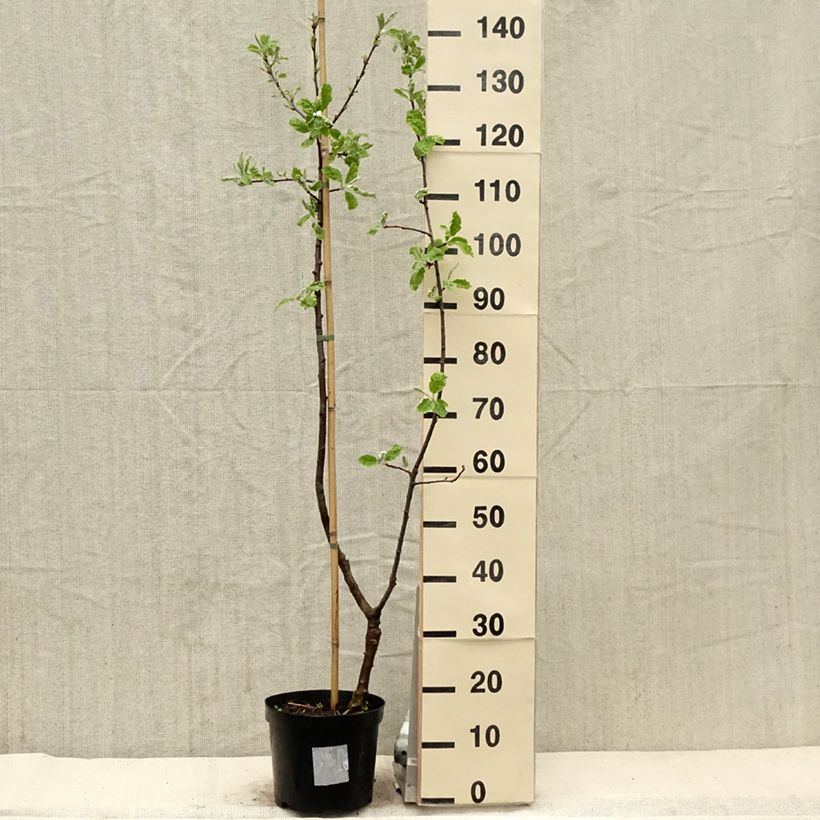 Amostra de Sorbopyrus auricularis Vaso de 4 L/5 L tal como entregue na primavera