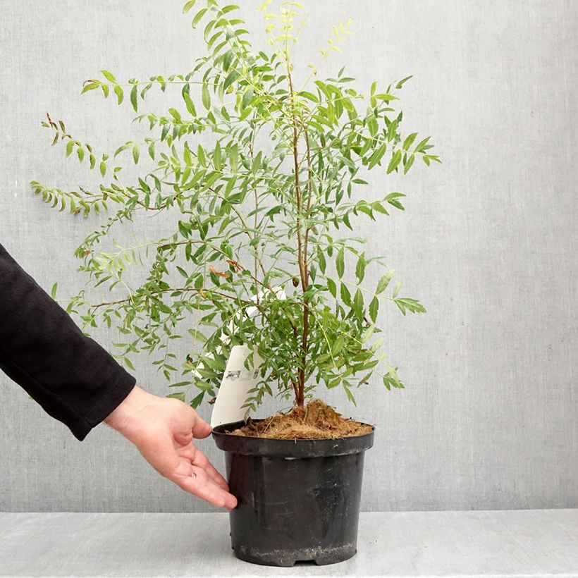 Amostra de Xanthoceras sorbifolium Vaso de 3 L/4 L tal como entregue no outono