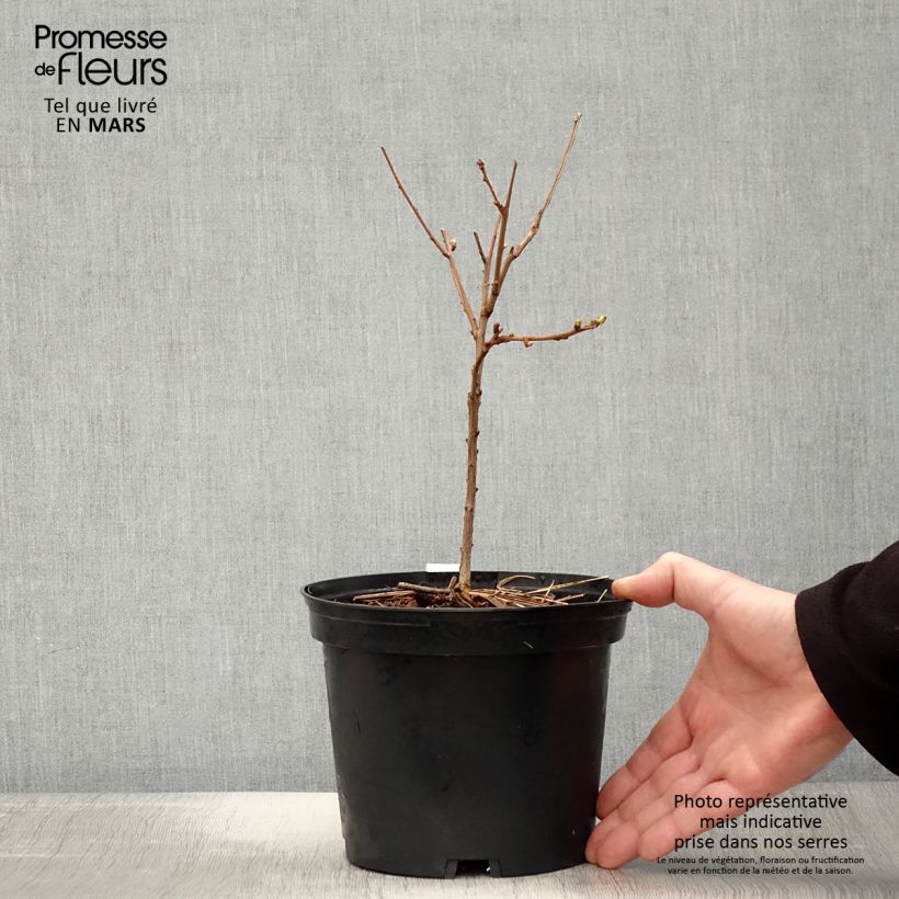 Amostra de Xanthoceras sorbifolium Vaso de 3 L/4 L tal como entregue na primavera