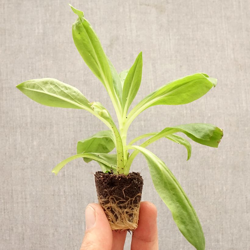 Amostra de Xerochrysum bracteatum Granvia Red Flame Mini-torrão Ø 3/4 cm tal como entregue na primavera