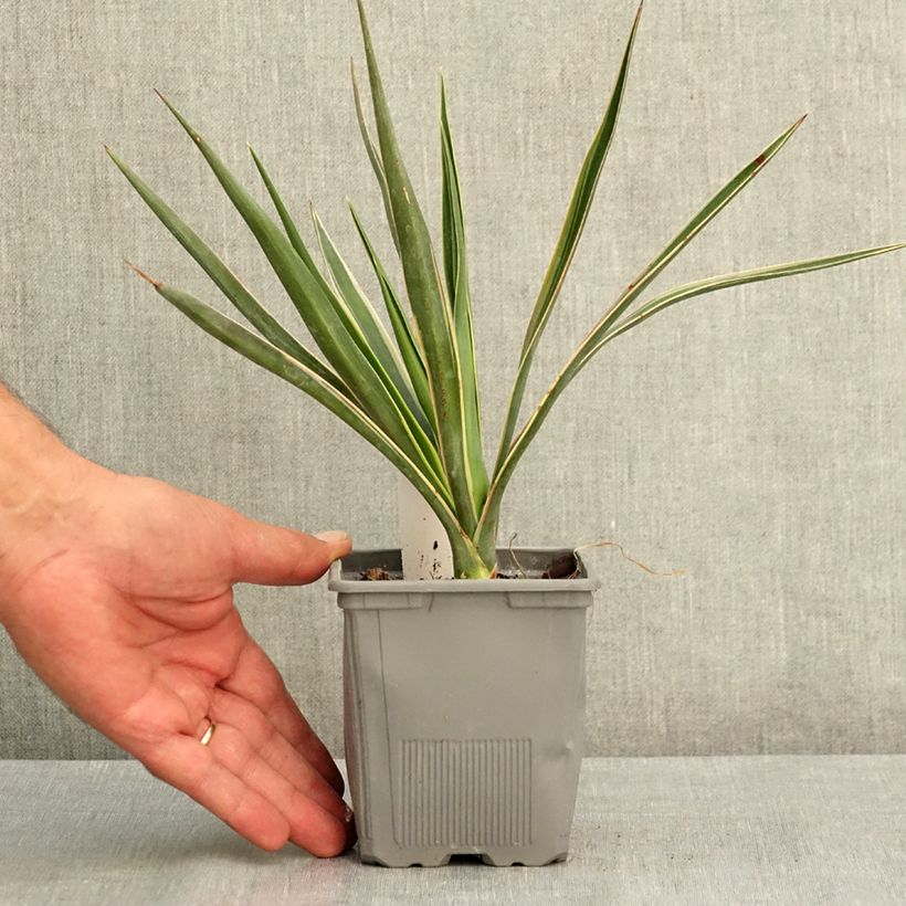 Amostra de Yucca aloifolia Variegata Vaso de 1 L/1,5 L tal como entregue no verão