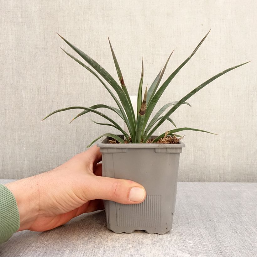 Amostra de Yucca aloifolia Variegata Vaso de 1 L/1,5 L tal como entregue no inverno