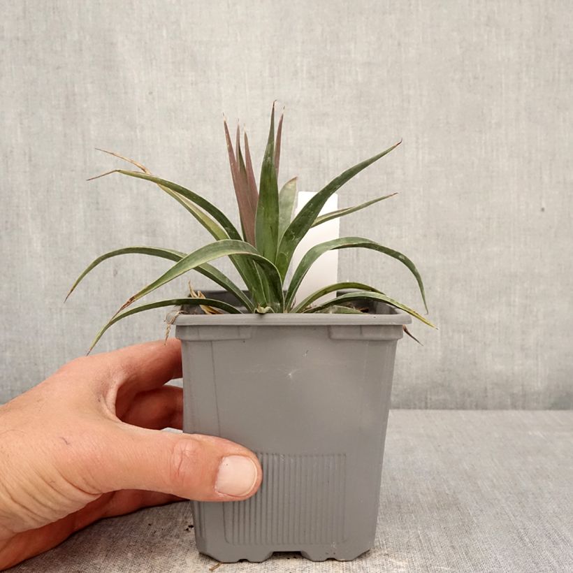 Amostra de Yucca aloifolia Variegata Vaso de 1 L/1,5 L tal como entregue na primavera