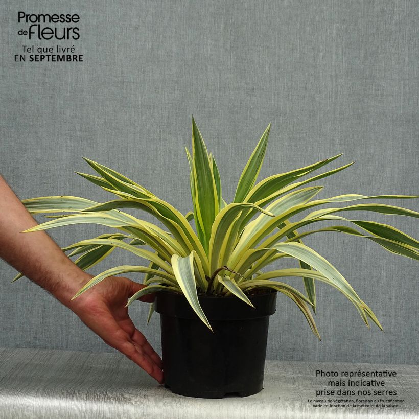 Amostra de Yucca recurvifolia Bright Star Vaso de 2 L/3 L tal como entregue no outono